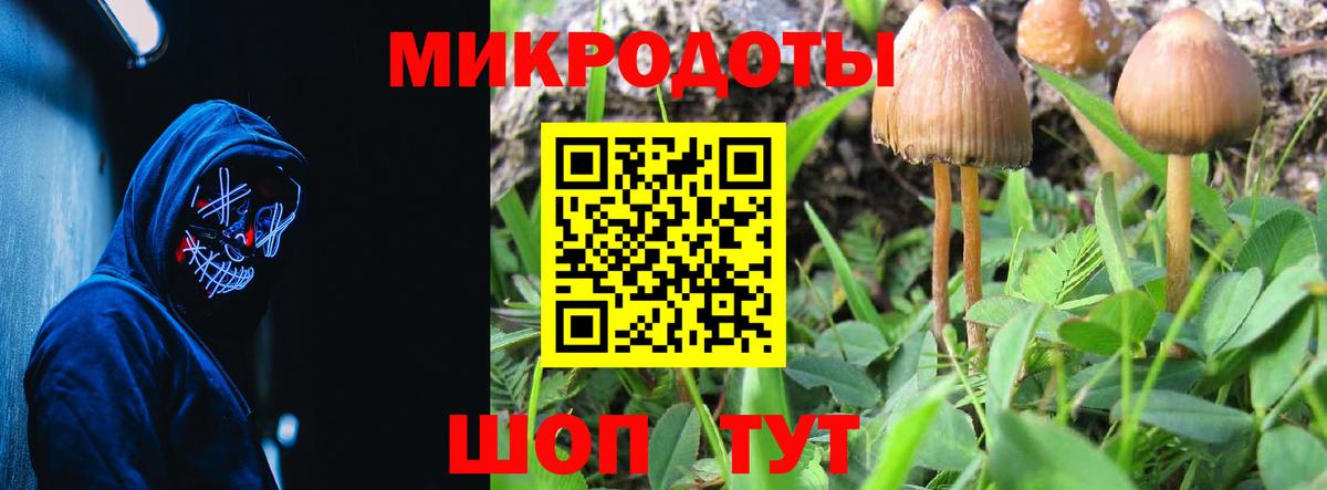 Галлюциногенные грибы Psilocybe Ахтубинск